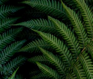 Превью обои папоротник, листья, макро, зеленый, растение