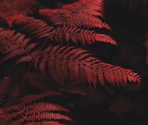 Превью обои папоротник, листья, макро, красный