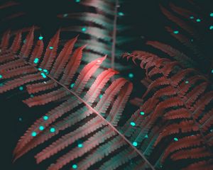 Превью обои папоротник, листья, резной, свет