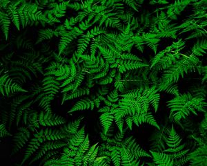 Превью обои папоротник, листья, зеленый, растение, густой
