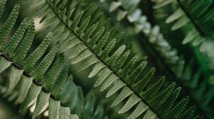 Превью обои папоротник, макро, листья, растение
