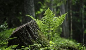 Превью обои папоротник, мох, трава, лес