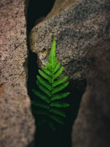 Превью обои папоротник, растение, камни, макро