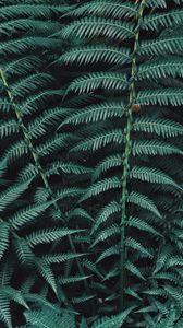 Превью обои папоротник, растение, листья, резной, зеленый