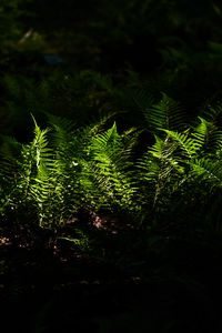 Превью обои папоротник, растение, тень