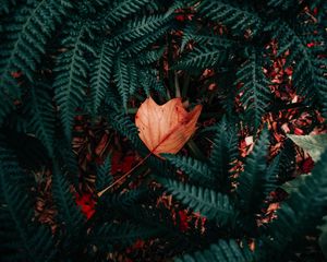 Превью обои папоротник, растение, зеленый, листва, сухой