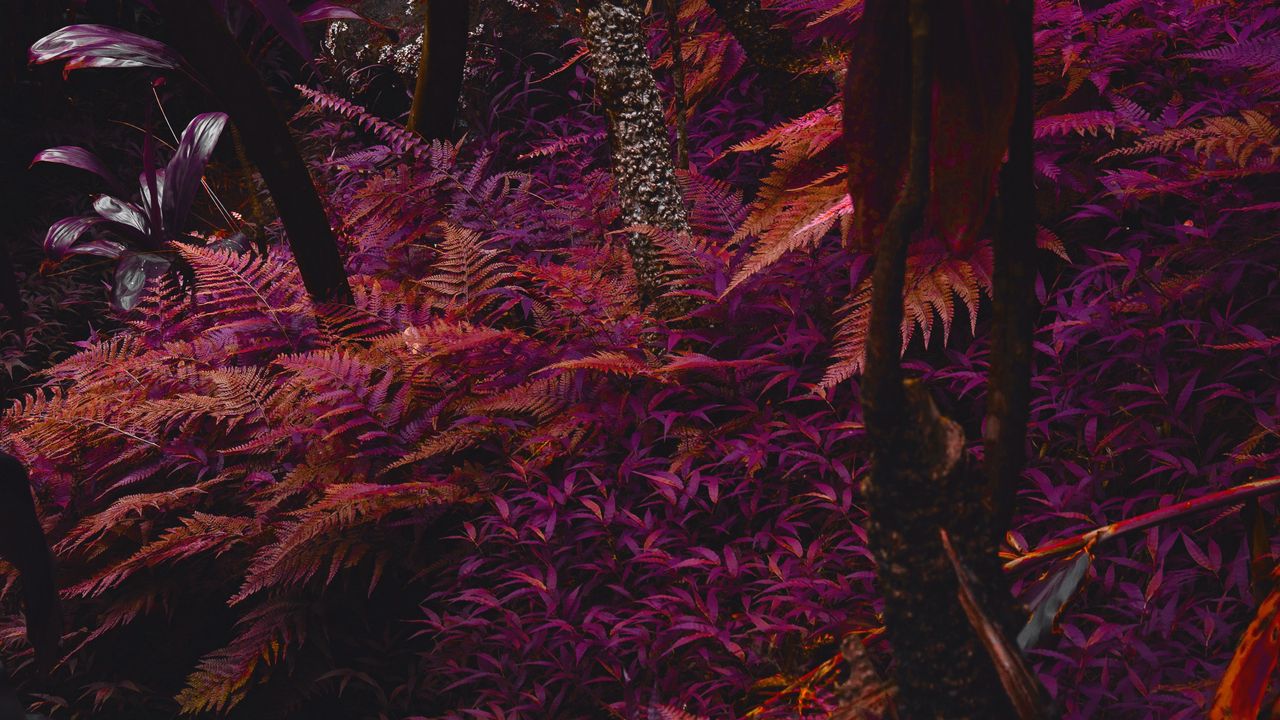Обои папоротник, растения, джунгли, тропический, густой, фиолетовый
