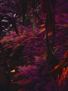 Превью обои папоротник, растения, джунгли, тропический, густой, фиолетовый