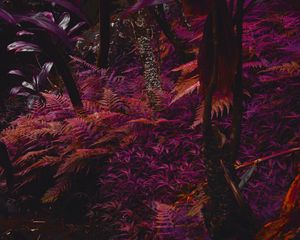 Превью обои папоротник, растения, джунгли, тропический, густой, фиолетовый