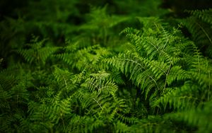 Превью обои папоротник, растения, зеленый