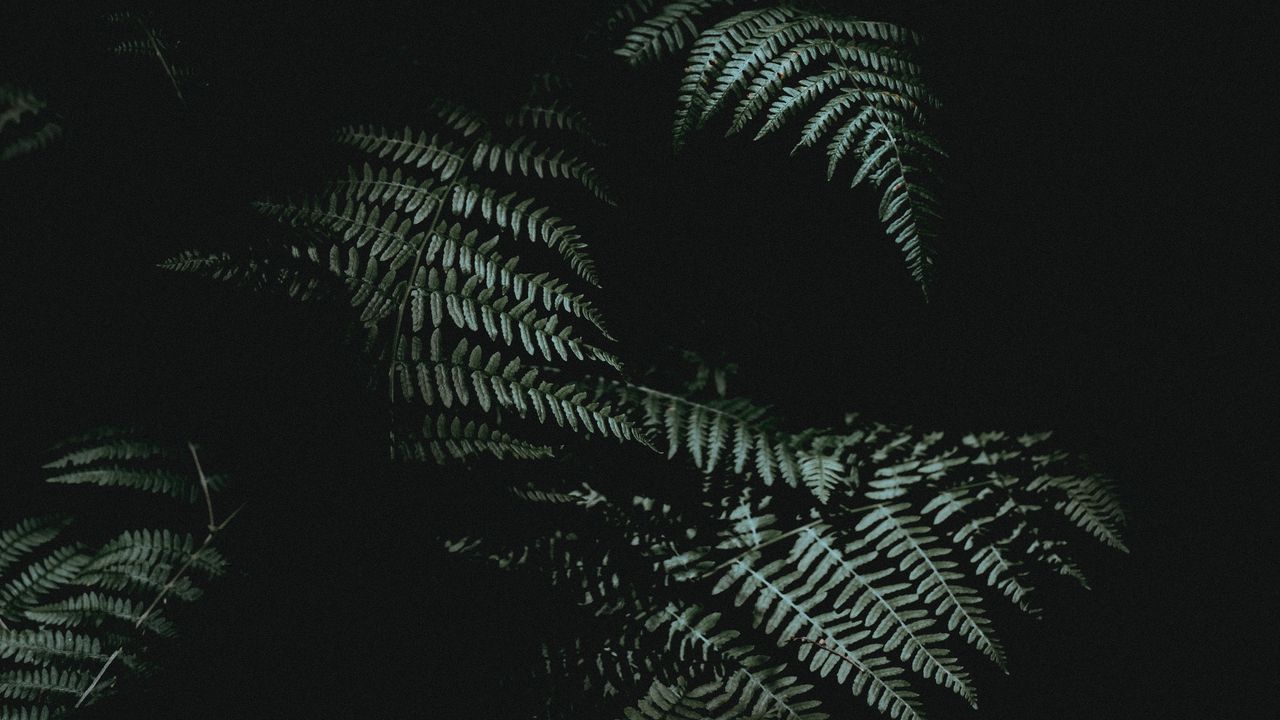 Обои папоротник, темный, темнота, растение, листья