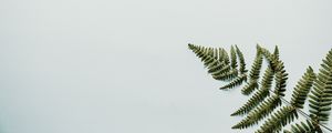 Превью обои папоротник, ветка, листья, белый