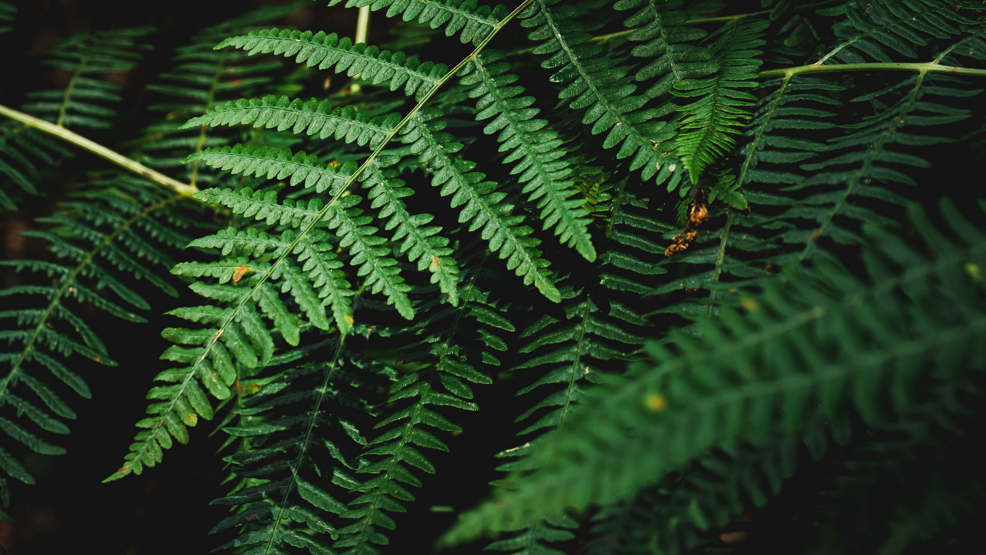 Скачать 1920x1080 папоротник, ветка, растение, макро, темный обои ...