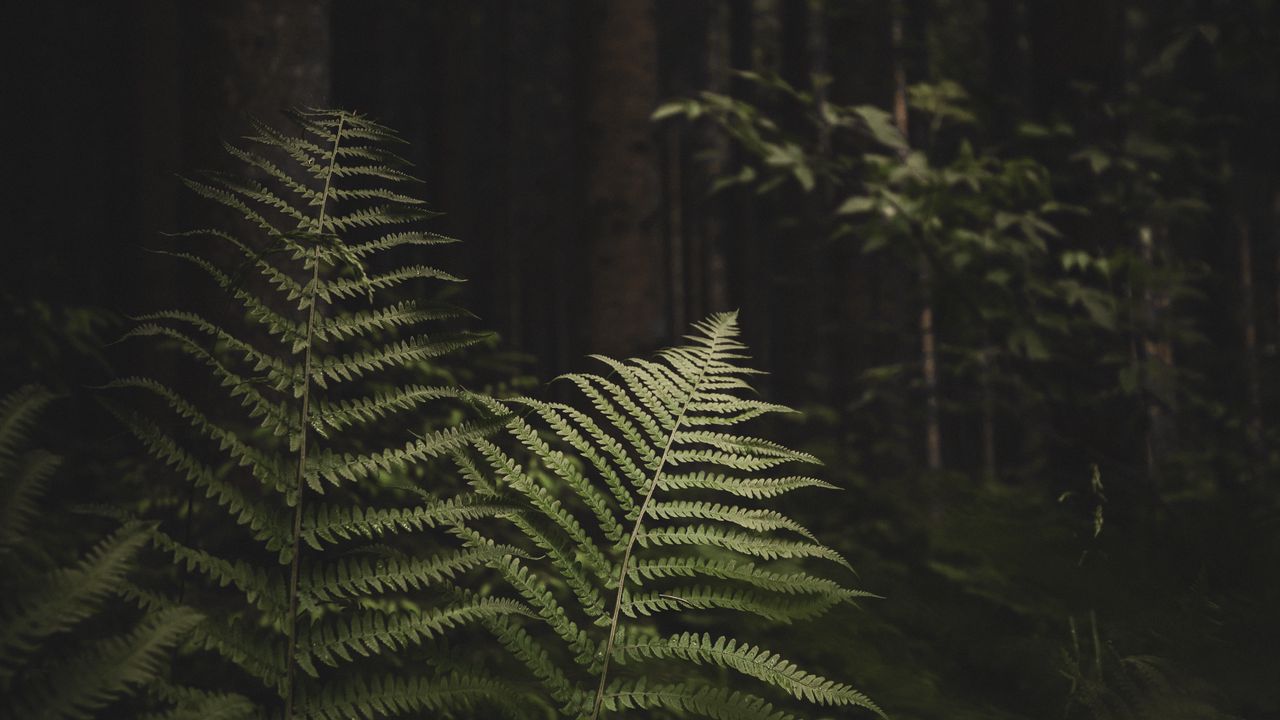 Обои папоротник, ветки, деревья, лес