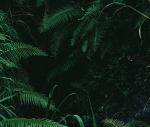 Превью обои папоротник, ветки, растения, кусты