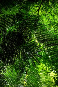 Превью обои папоротник, ветки, зеленый, вид снизу, растение