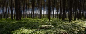 Превью обои папоротники, листья, лес, деревья, стволы, природа