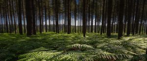 Превью обои папоротники, листья, лес, деревья, стволы, природа