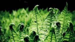 Превью обои папоротники, листья, ветки, зеленый, макро