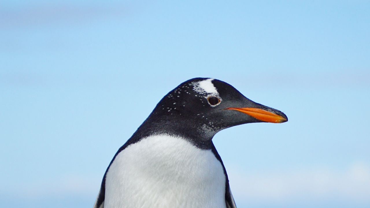 Обои папуанский пингвин, пингвин, птица, дикая природа