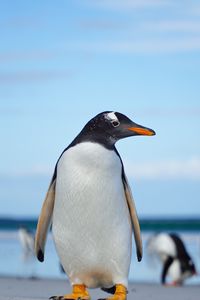 Превью обои папуанский пингвин, пингвин, птица, дикая природа