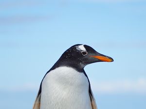 Превью обои папуанский пингвин, пингвин, птица, дикая природа