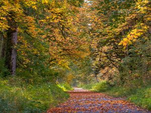 Превью обои парк, деревья, дорожка, опавшие листья, осень, пейзаж
