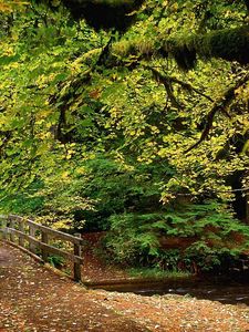 Превью обои парк, деревья, лес, река, мостик, осень, листья