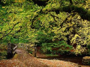 Превью обои парк, деревья, лес, река, мостик, осень, листья