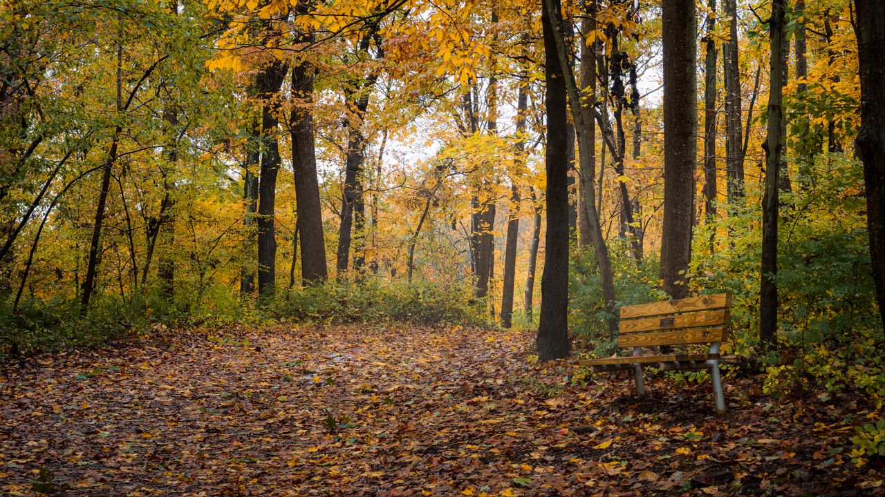 Обои парк, деревья, скамейка, осень, природа
