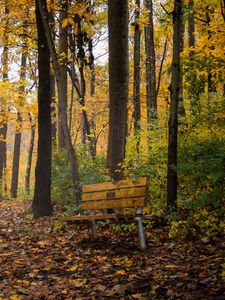 Превью обои парк, деревья, скамейка, осень, природа