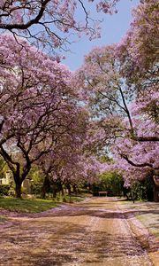 Превью обои парк, деревья, цветы, природа, весна, красиво