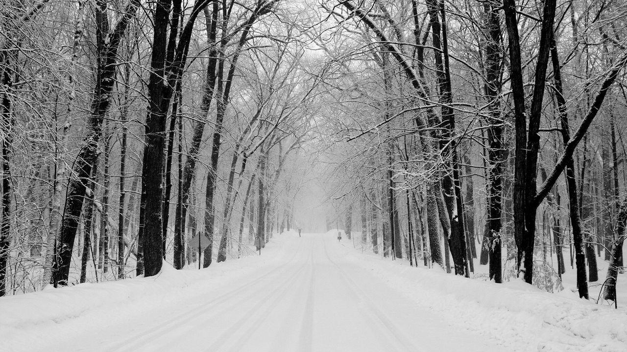Обои парк, деревья, зима, снег, дорога