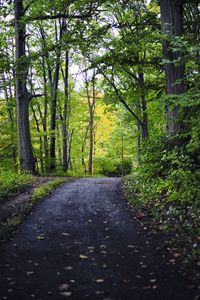 Превью обои парк, дорожка, деревья, природа