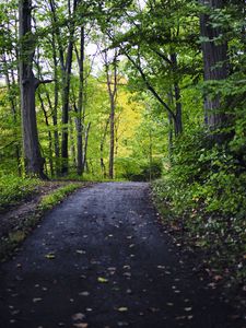 Превью обои парк, дорожка, деревья, природа
