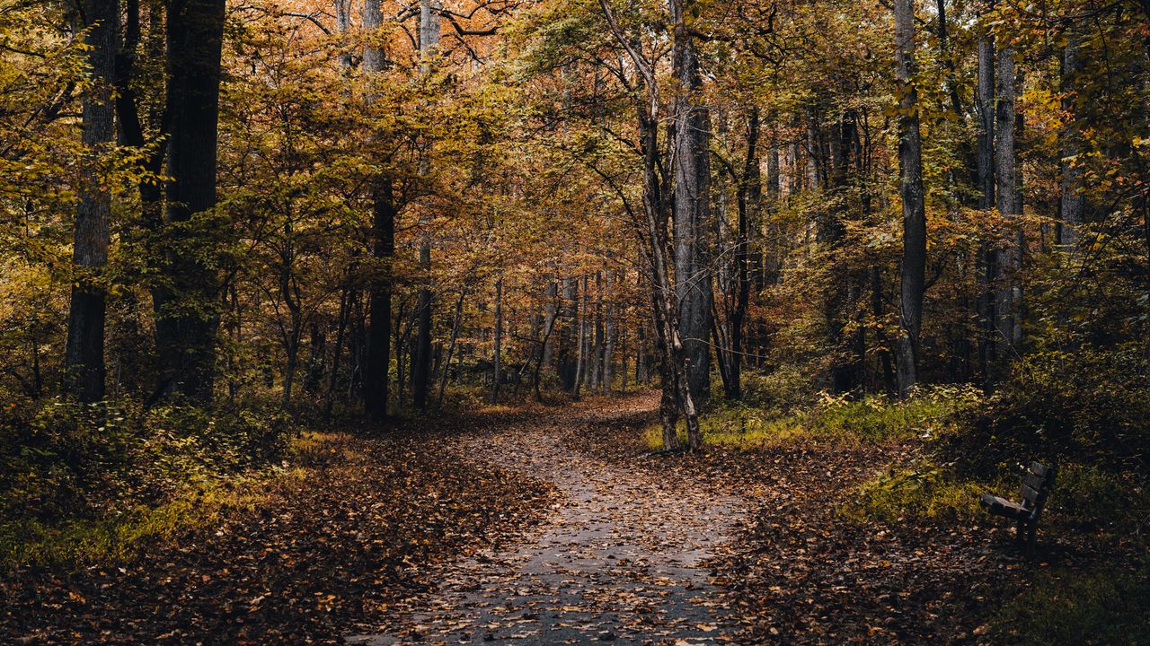 Обои парк, дорожка, деревья, опавшие листья, осень, природа
