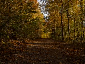 Превью обои парк, дорожка, осень, деревья, опавшая листва