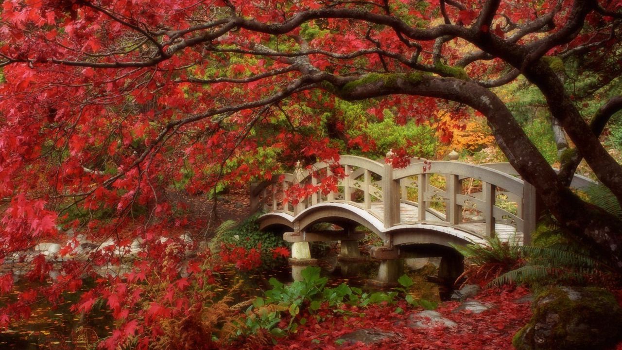 Обои парк, мост, дерево