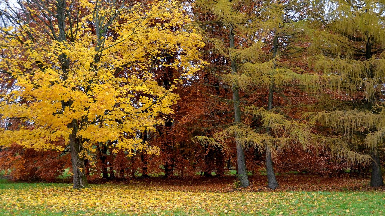 Обои парк, осень, деревья, листопад, литва