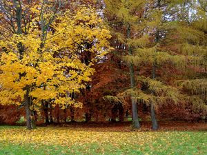 Превью обои парк, осень, деревья, листопад, литва
