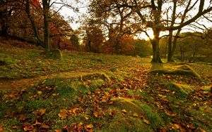 Превью обои парк, осень, лес, листья, деревья, камни, трава