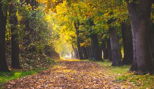 Превью обои парк, осень, листва, деревья, тропинка