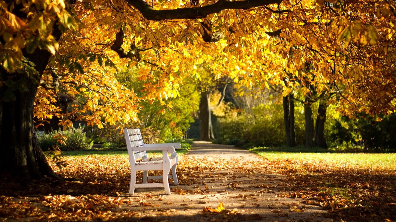 Обои парк, скамейка, листва, осень
