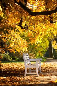 Превью обои парк, скамейка, листва, осень