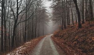 Превью обои парк, тропинка, осень, листва, деревья