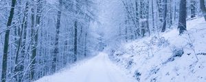 Превью обои парк, тропинка, зима, снег, деревья