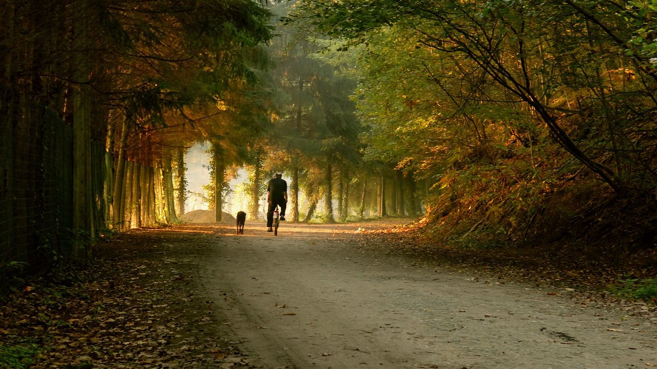 Обои парк, велосипед, кататься, деревья, осень