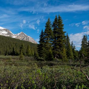 Превью обои парки, канада, горы, лес, пейзаж, кусты, природа