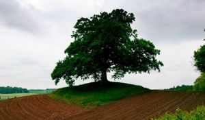 Превью обои пашня, земля, дерево, треугольник, трава