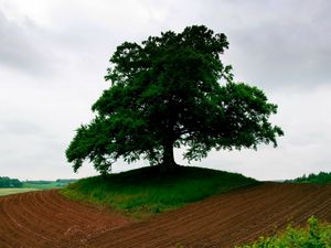 Превью обои пашня, земля, дерево, треугольник, трава